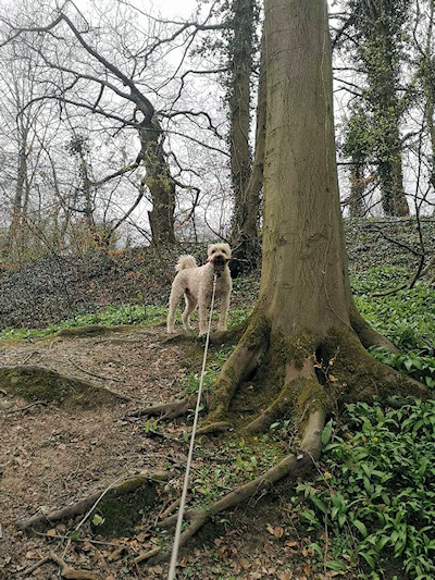 Dog walking by volunteers