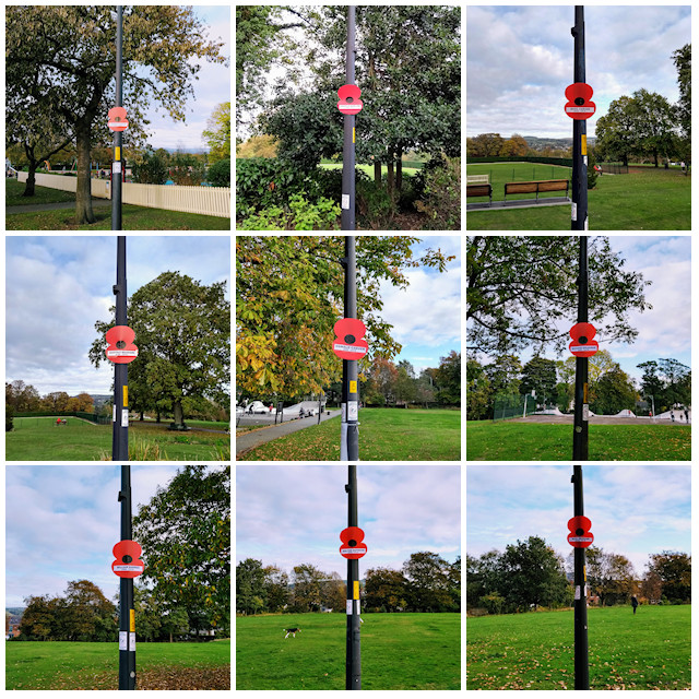 Street Poppies in Marple Memorial Park