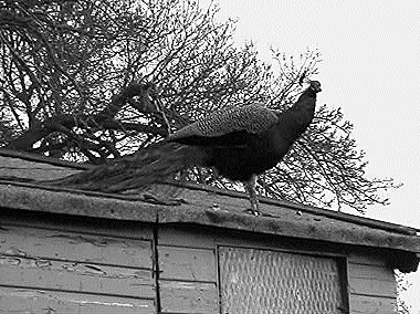 Peacock at Wood Farm