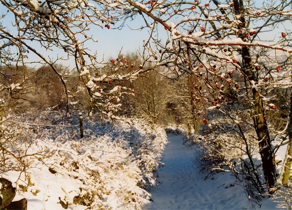 January - Winter Berries - P.Clarke