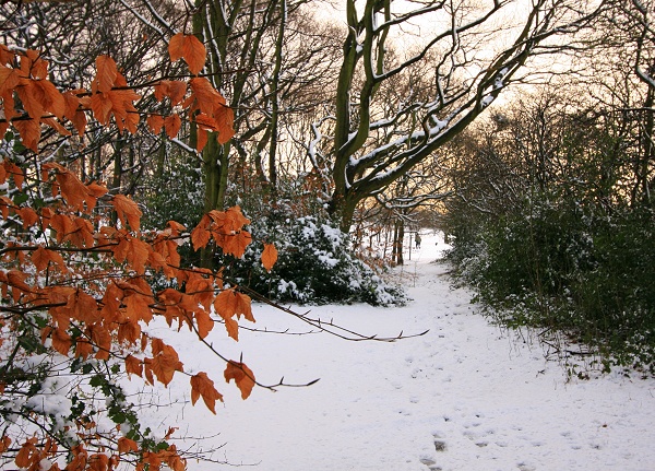 January - Marple Golf Course - M. Whittaker