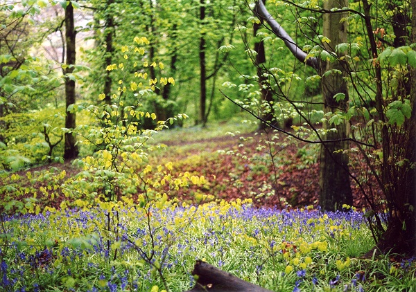 March - Bluebells in Brabyns - P.Clarke