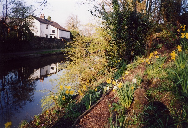 April - Canal Daffodils - S. Clarke