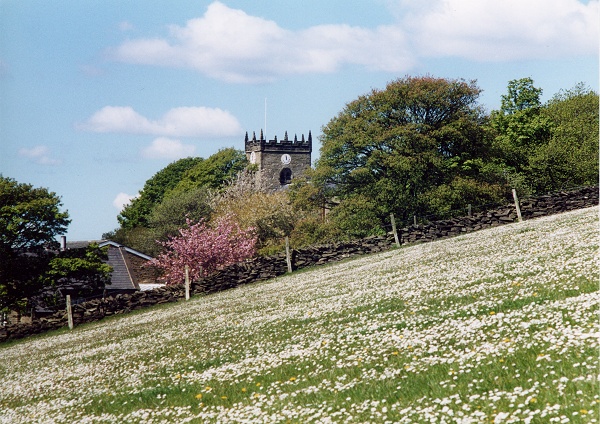 May - Mellor Daisies - P.Clarke