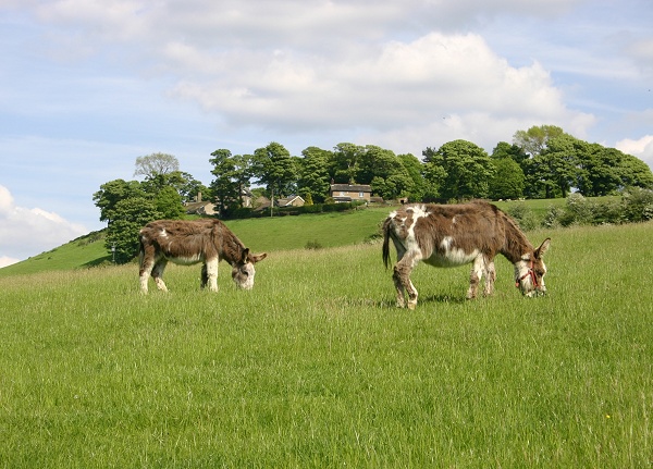 May - Mellor Hall Donkeys - M. Whittaker