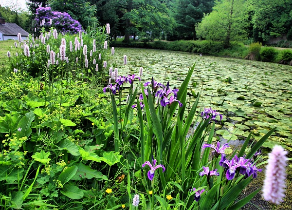 June - Brabyns Pond - M. Whittaker