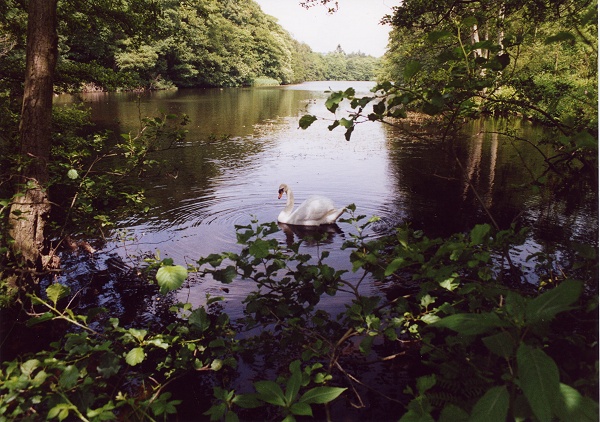 August - Swan on Keg Pool - M.Whittaker