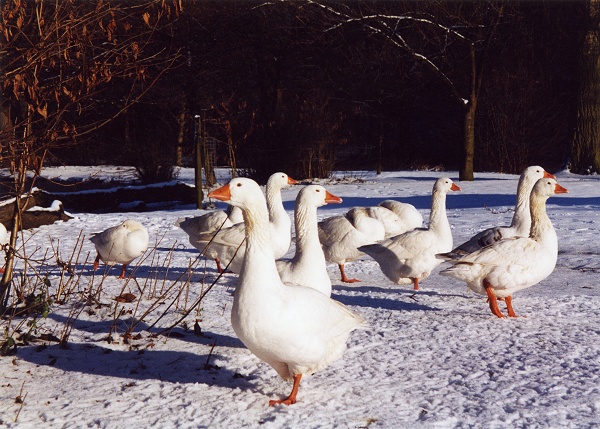 December - Roman Lake Geese - M.Whittaker