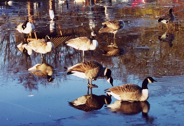 December - Etherow Geese – M.Whittaker