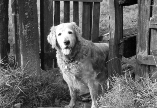 02 Sandy waits for Jack
