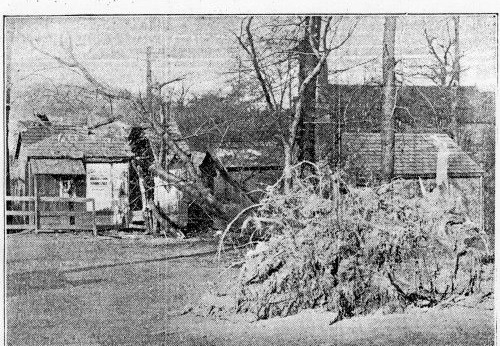 Cattle Market Storm Damage