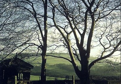 Beechwood Manor Summer House