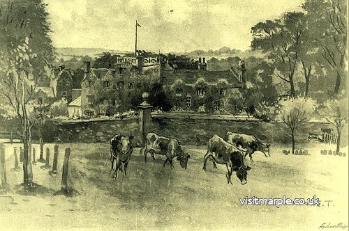 mlhs_marple_hall_cows.jpg